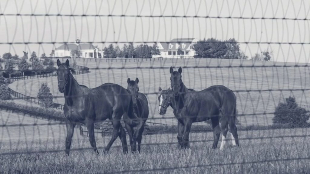 Horses Inside the Fence - Stock and Noble