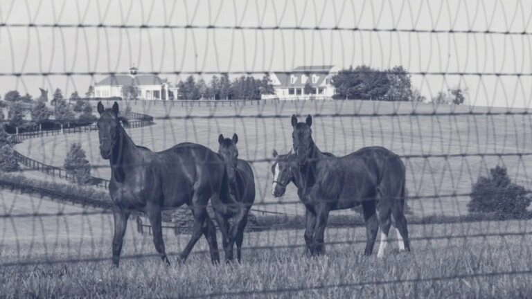 Horses Inside the Fence - Stock and Noble