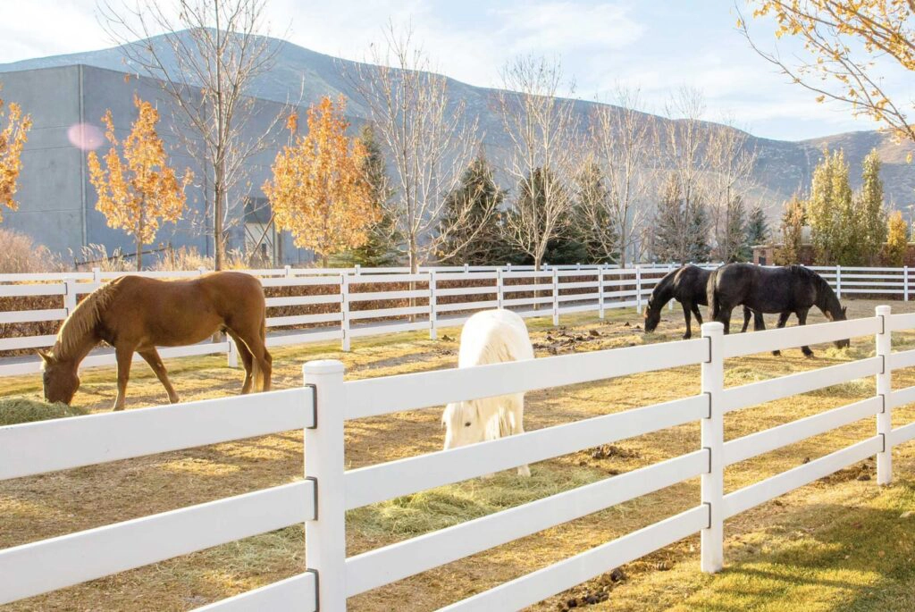 Grazing Horses - Stock and Noble