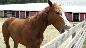 Horse chewing board of horse fencing