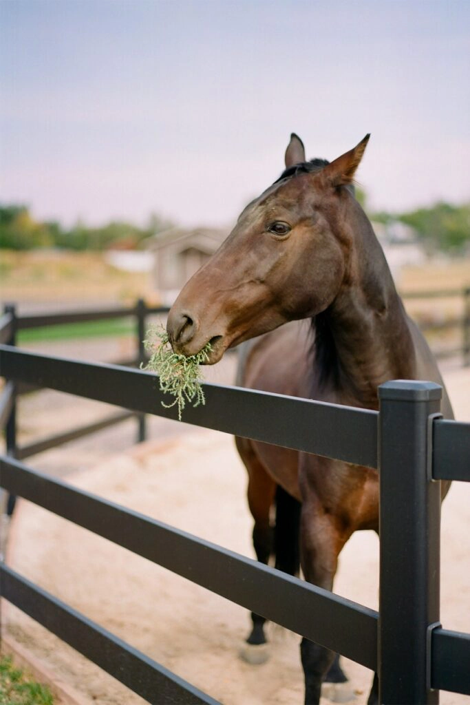Munching horse- Stock and Noble