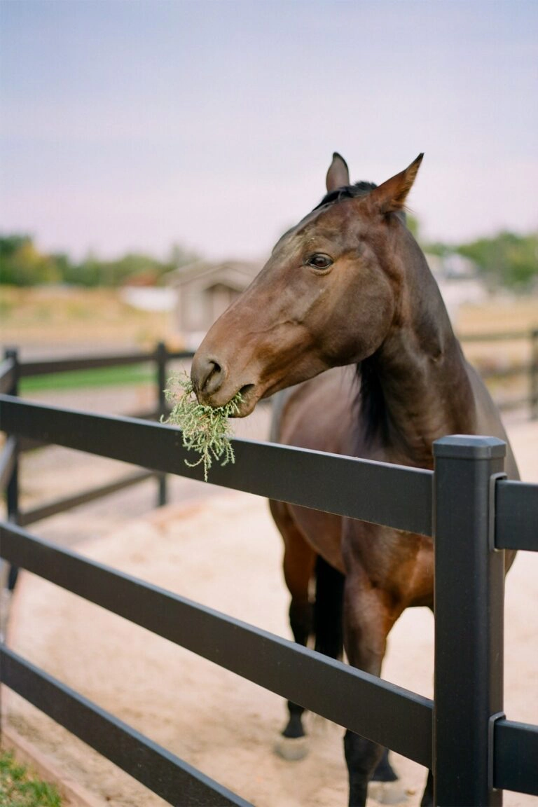Munching horse- Stock and Noble