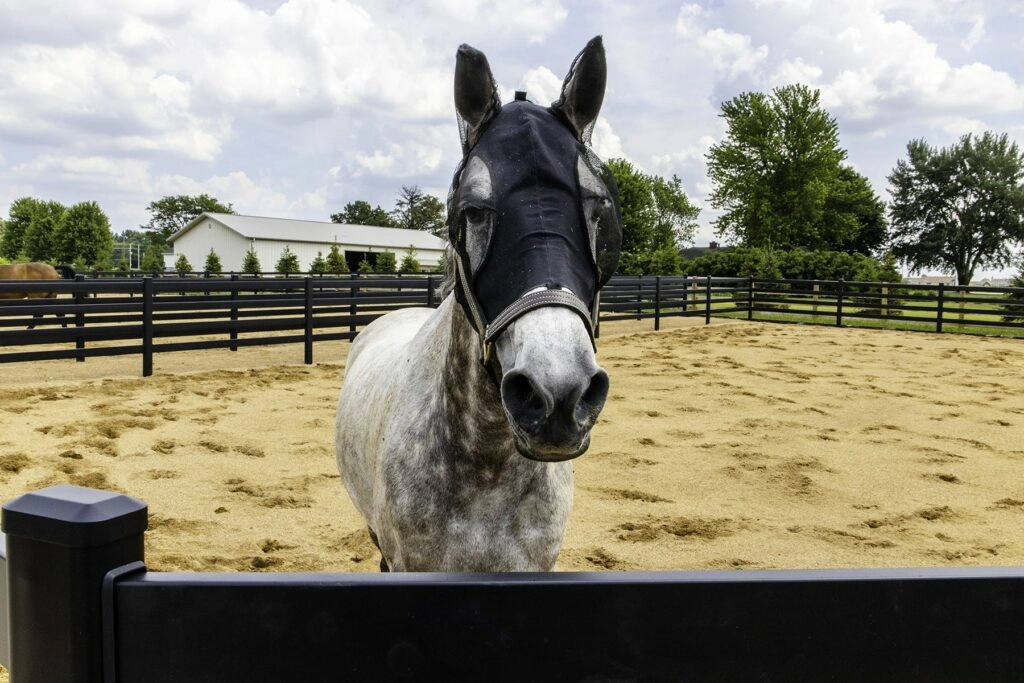 Grey horse in training- Stock and Noble