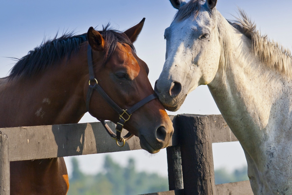 Horse Fencing Plans - Stock and Noble