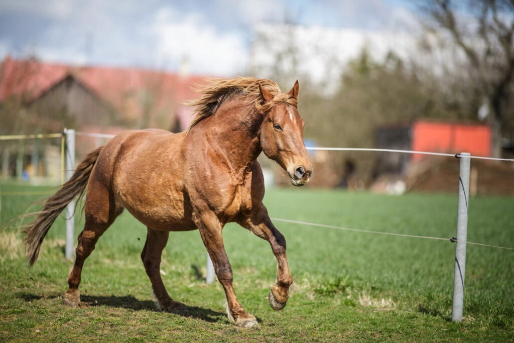 electric fence