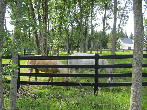 Black Horse Fencing - Stock and Noble