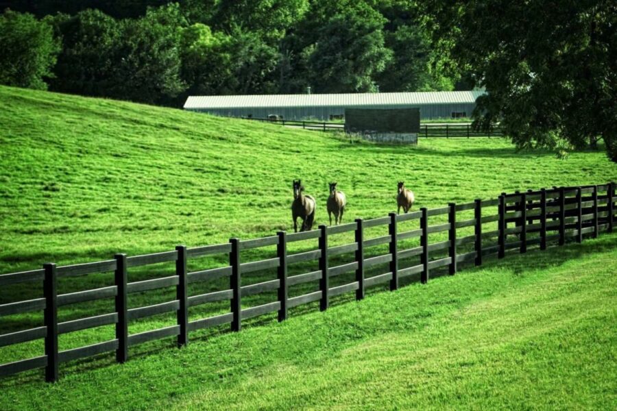 Black Horse and Black Fence - Stock and Noble