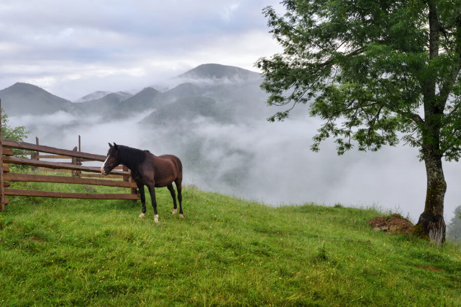 Weather and Field For Horse Fencing