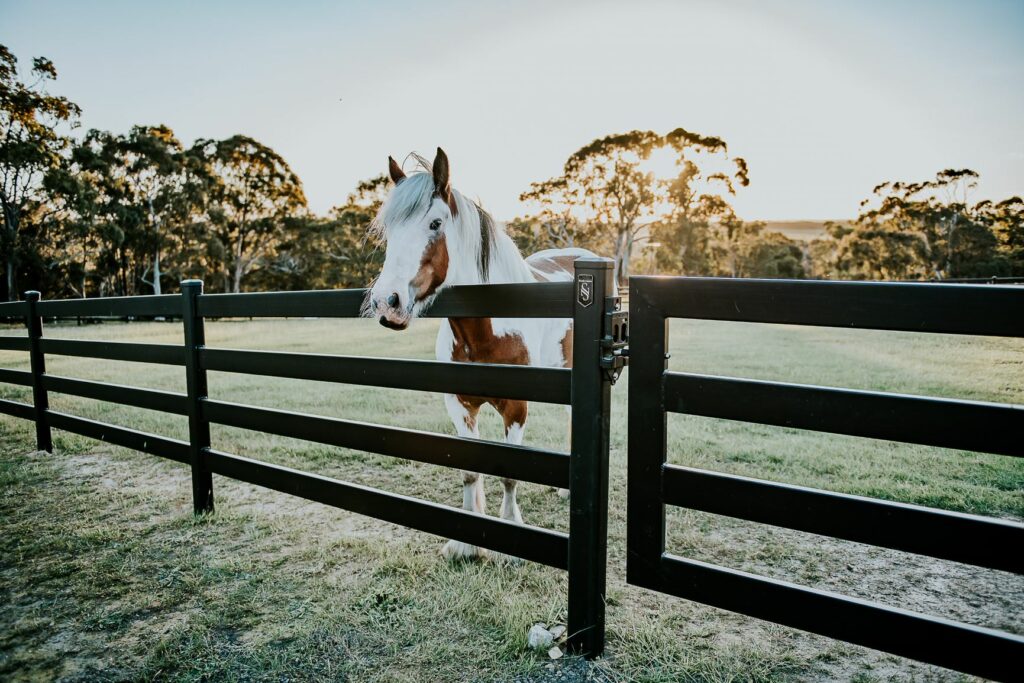 Horse leaning on Steel rail and post fence