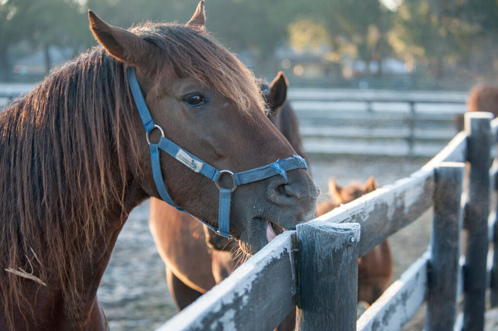 Horse Cribbing fence