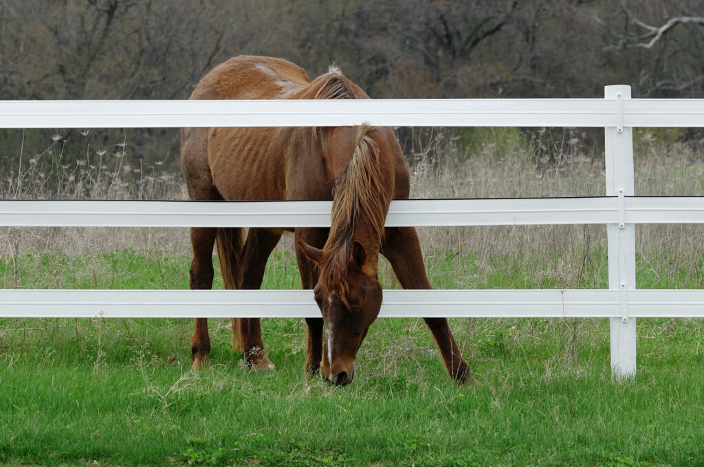 Horserail- horse fencing