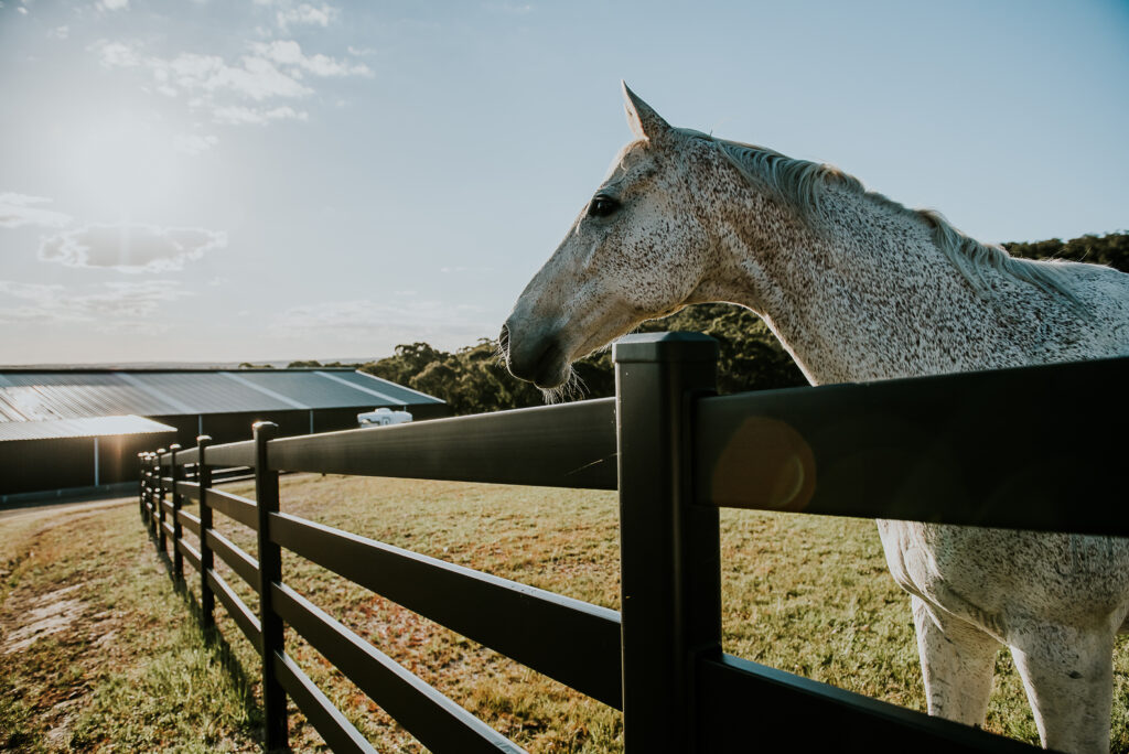 horse fence Australia