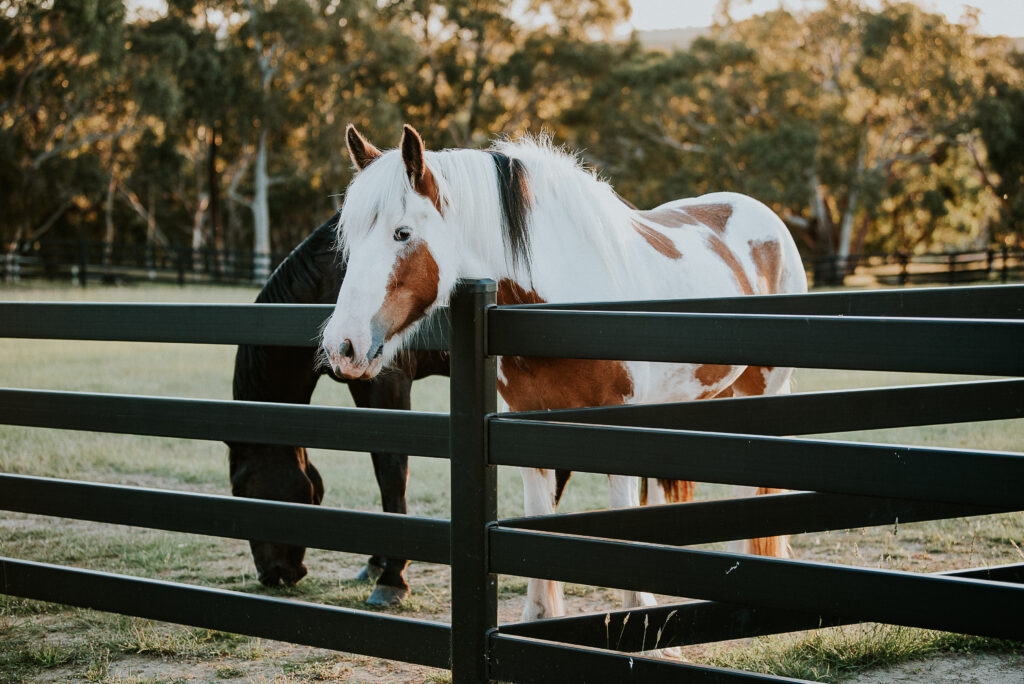 Buckley Steel Fences