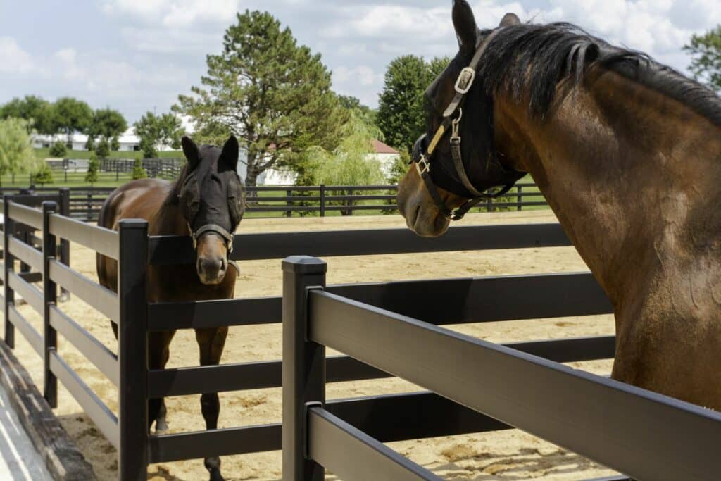 Horse fence