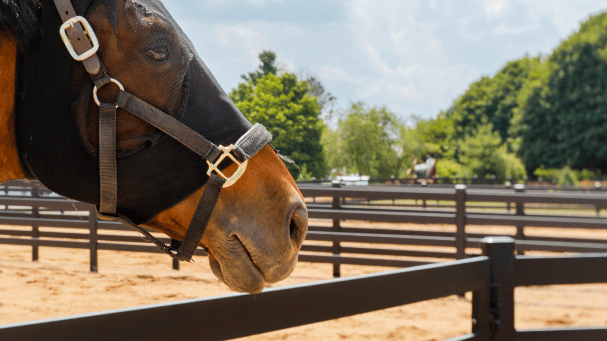 What is the safest fencing for horses?