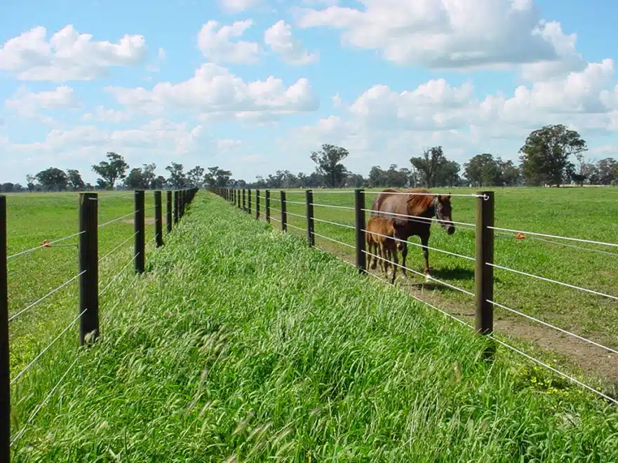 Border Line Horse Sighter Wire