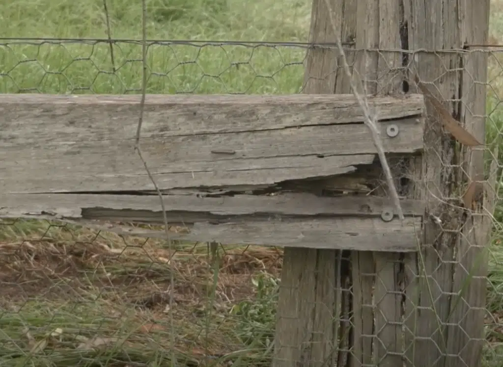 Termites on Timber fence