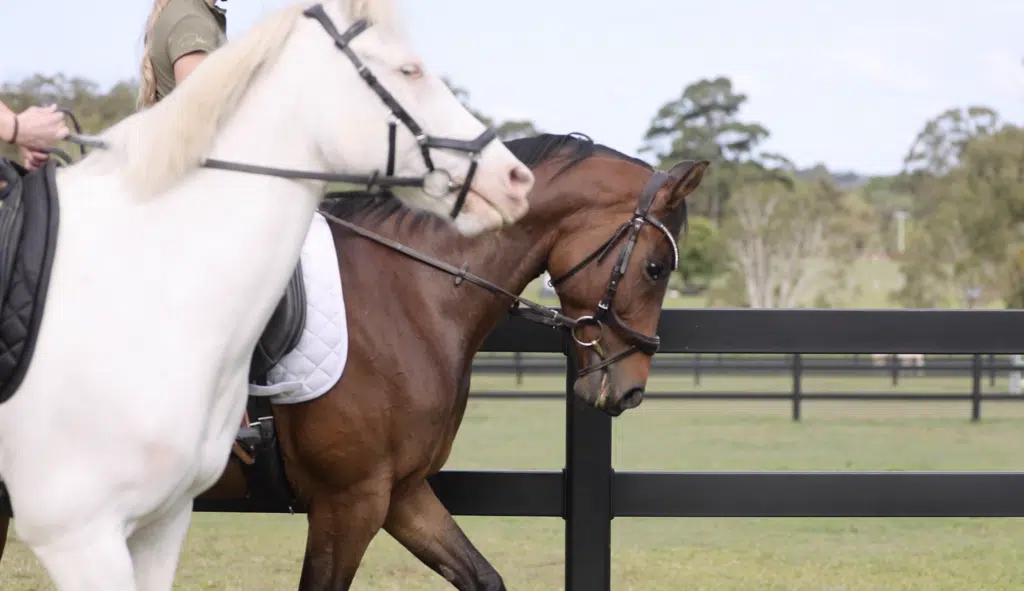 horse fencing for agistment property