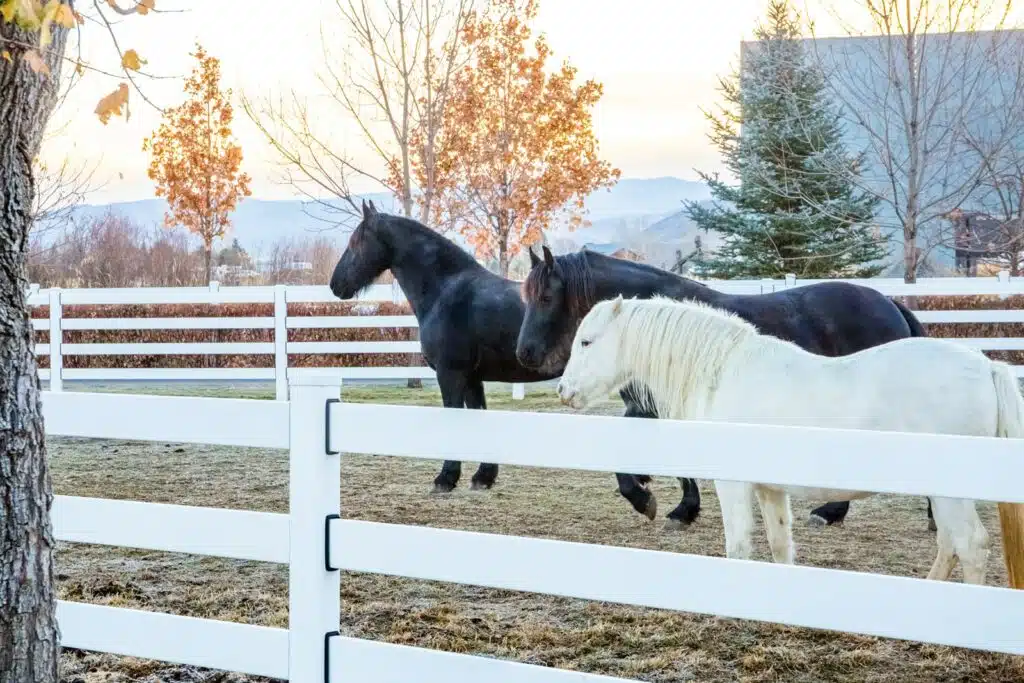 Stock and Noble Premium Steel Post and Rail Fencing, White, 4 Rail with horse-1