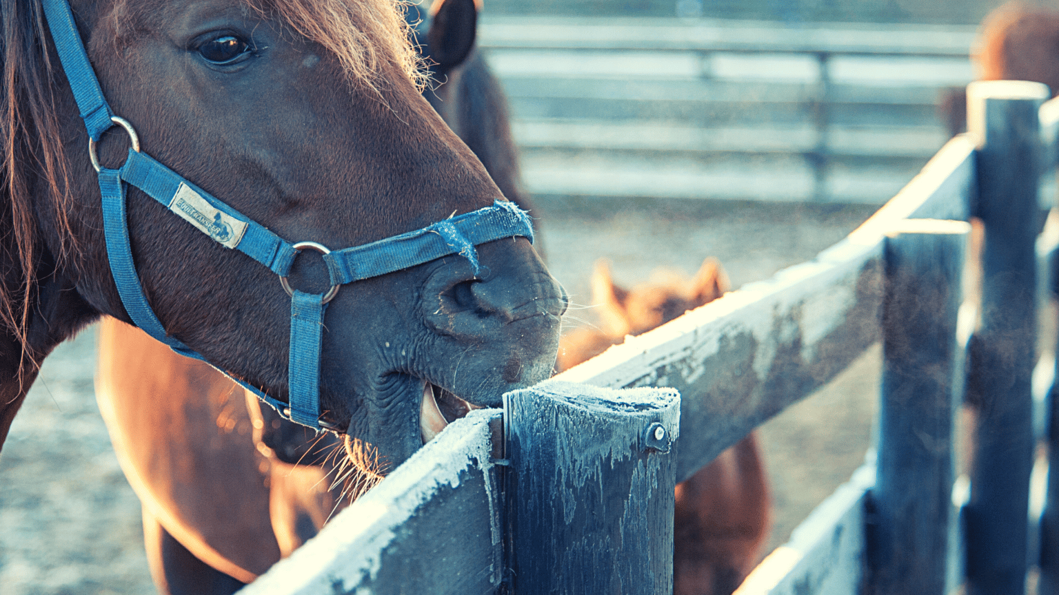 Horse cribbing solution An honest review of Never Crib