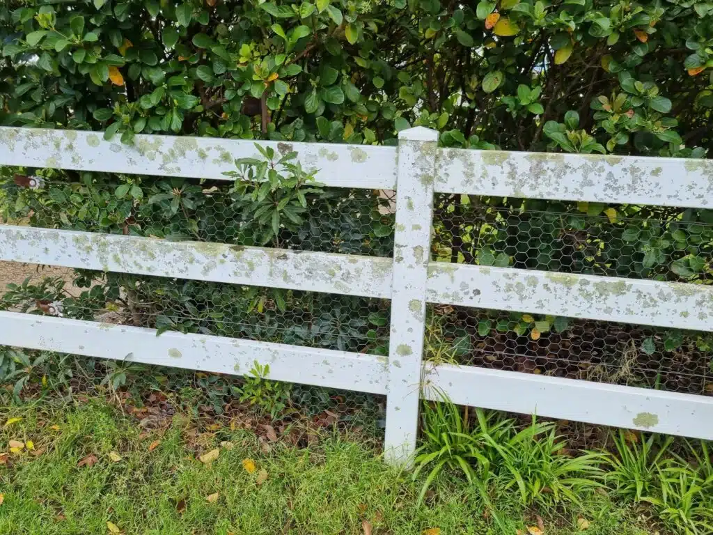 mould on pvc horse fencing