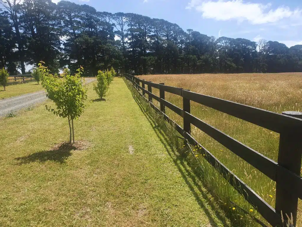 timber post and rail fence