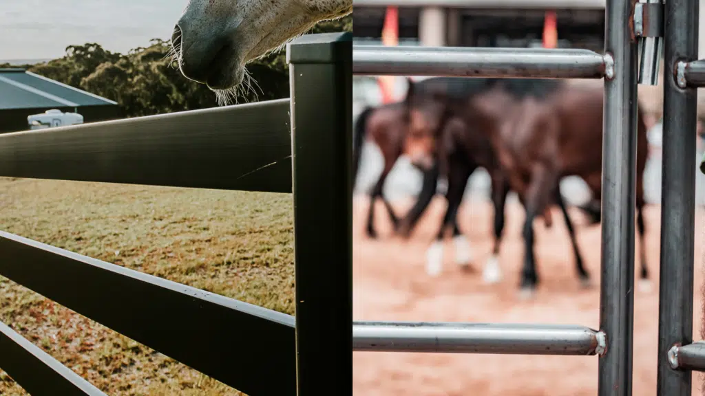 Cattle Rail vs Premium steel post and rail