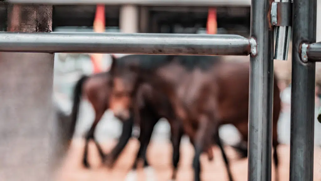 Cattle rail- steel post and rail