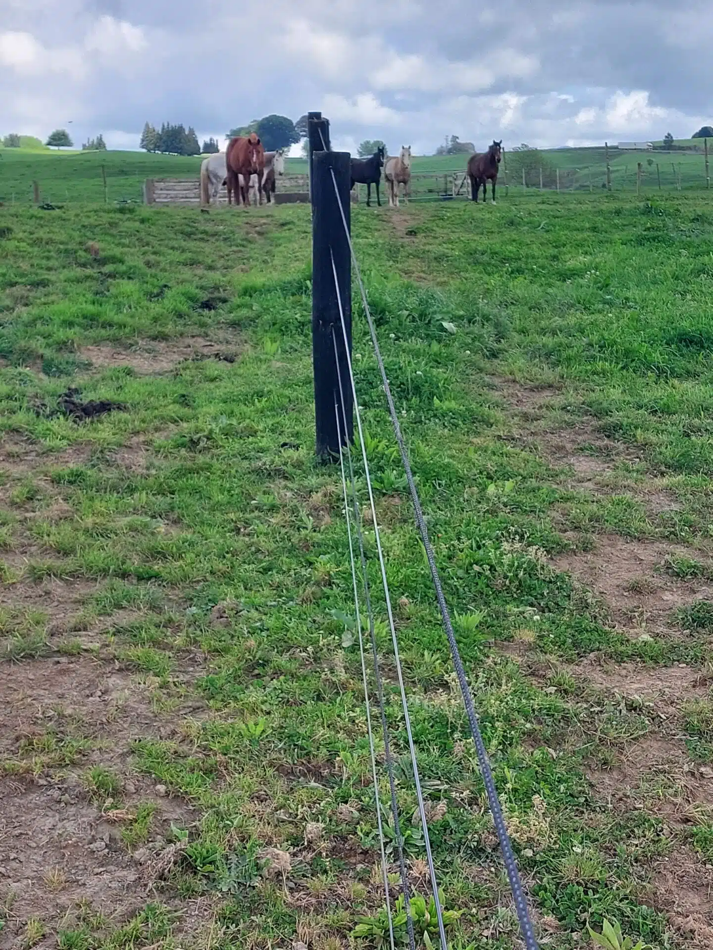 Horserail and Equirope speckled fenc e