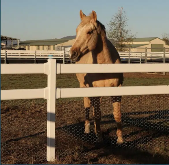 Pre-powder coated Cattle rail - TopRail