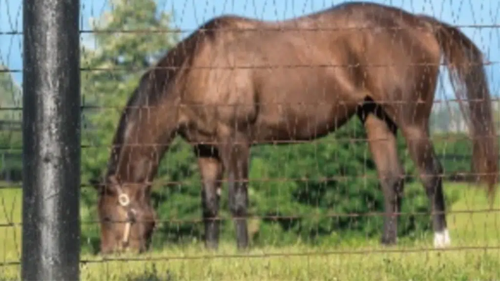 Steel mesh fencing - horse fencing - horse property