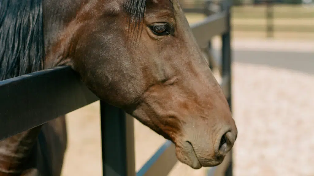 Toughest Fencing Projects