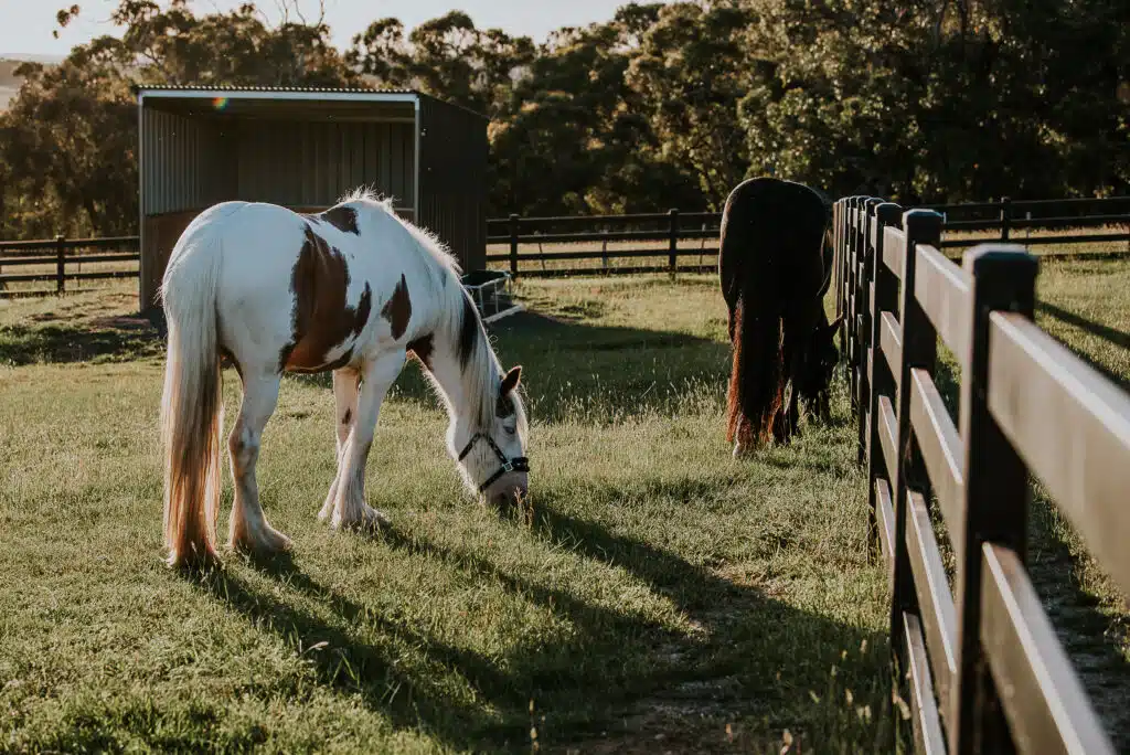 Stock and Noble premium steel post and rail fencing - horse fencing