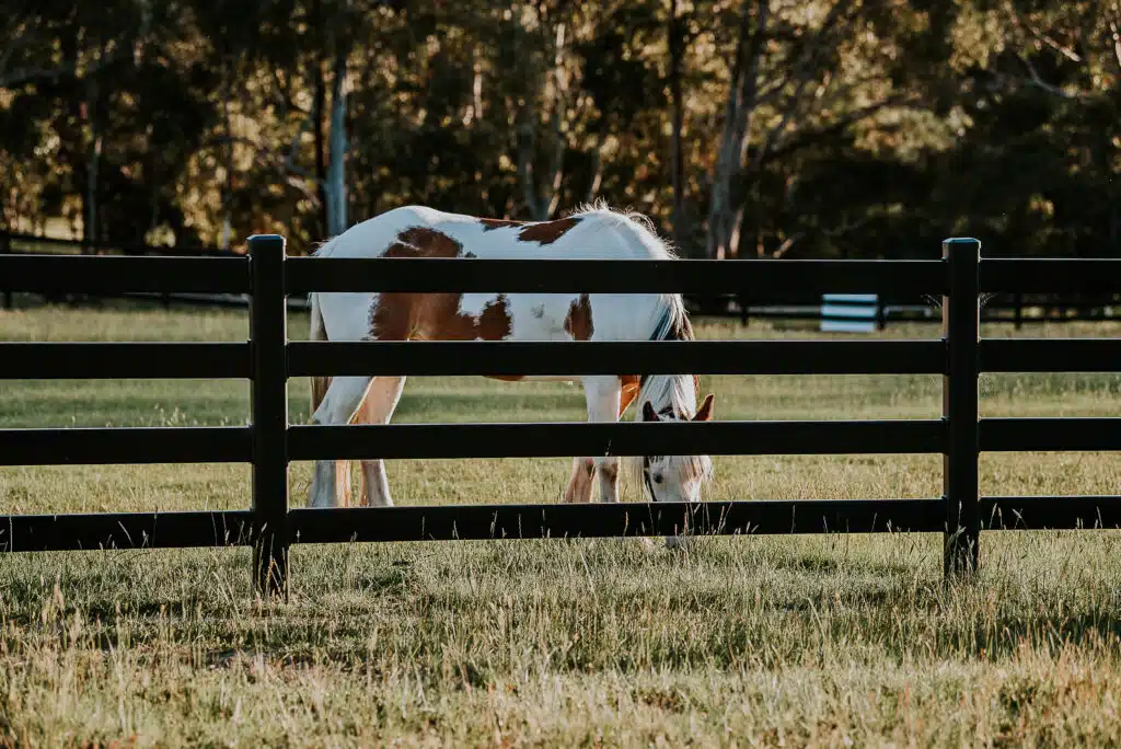 horse fence - premium black fence - steel post and rail fencing