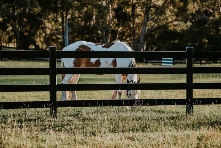 horse fence - premium black fence - steel post and rail fencing