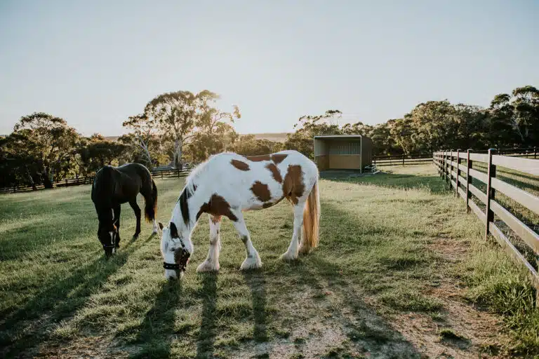 Stock & Noble Premium Steel Post and Rail fencing - horse fencing