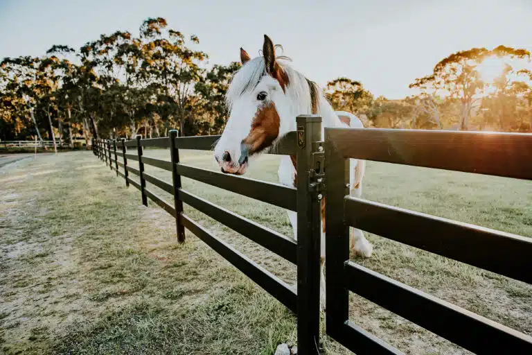 horse fencing - premium steel post and rail fence
