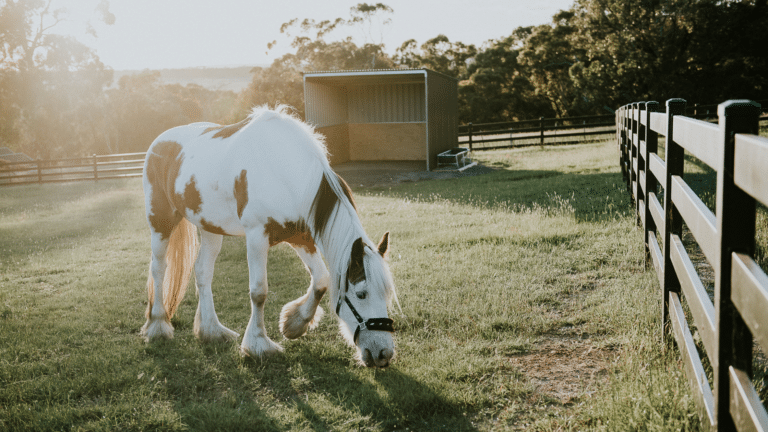 horse fencing - premium steel post and rail