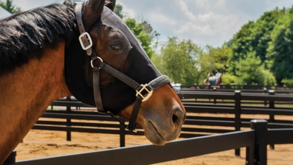 stock and noble premium steel post and rail fencing