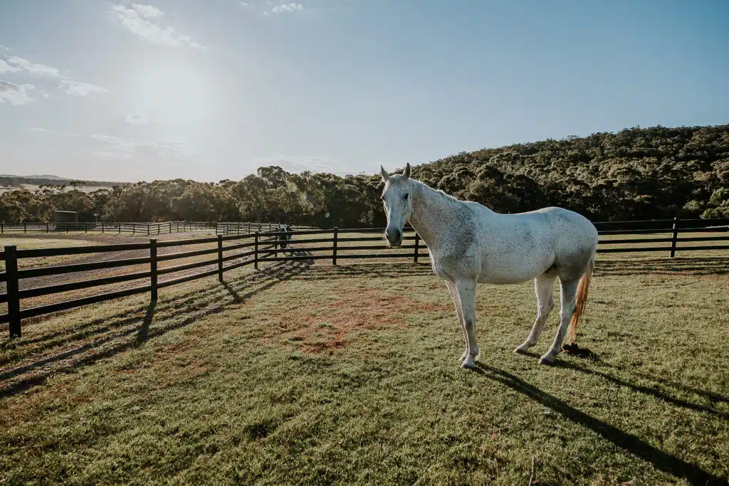 Premium Steel Post and Rail Fencing - Stoc and Noble Fence - Steel Fence - Horse Fence - Victoria
