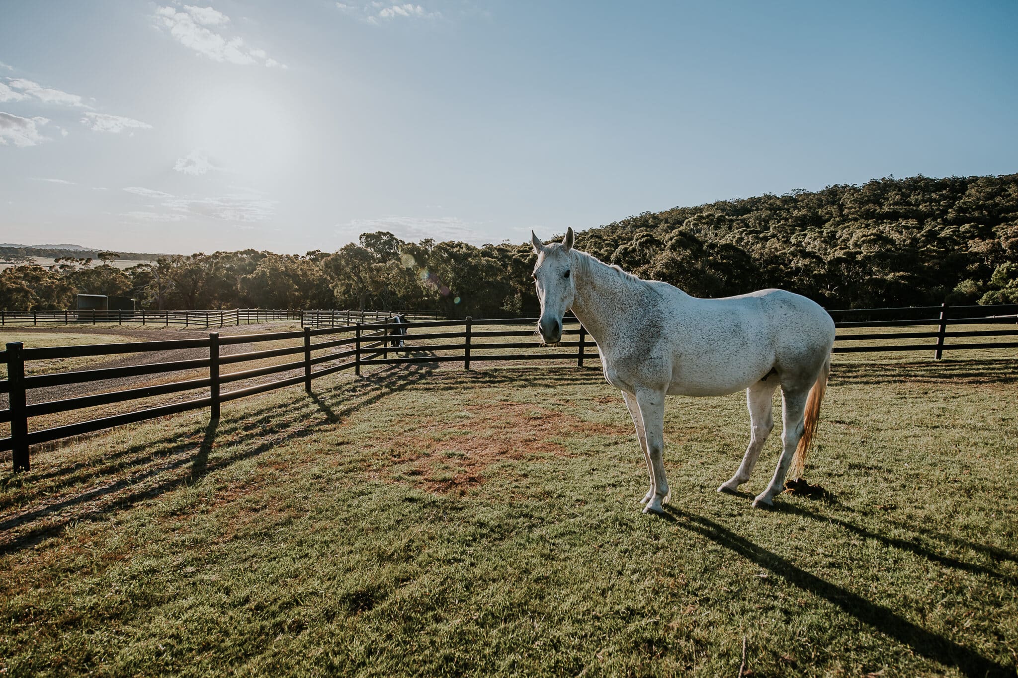 The Best Post and Rail Fencing Options for Victoria