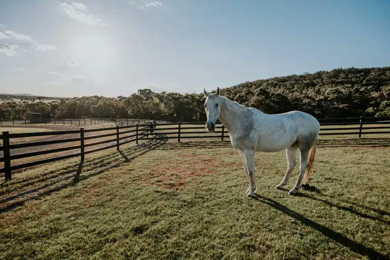 Premium Steel Post and Rail Fencing - Stoc and Noble Fence - Steel Fence - Horse Fence - Victoria