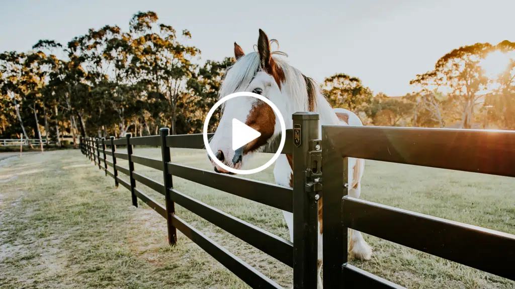 horse safe fence