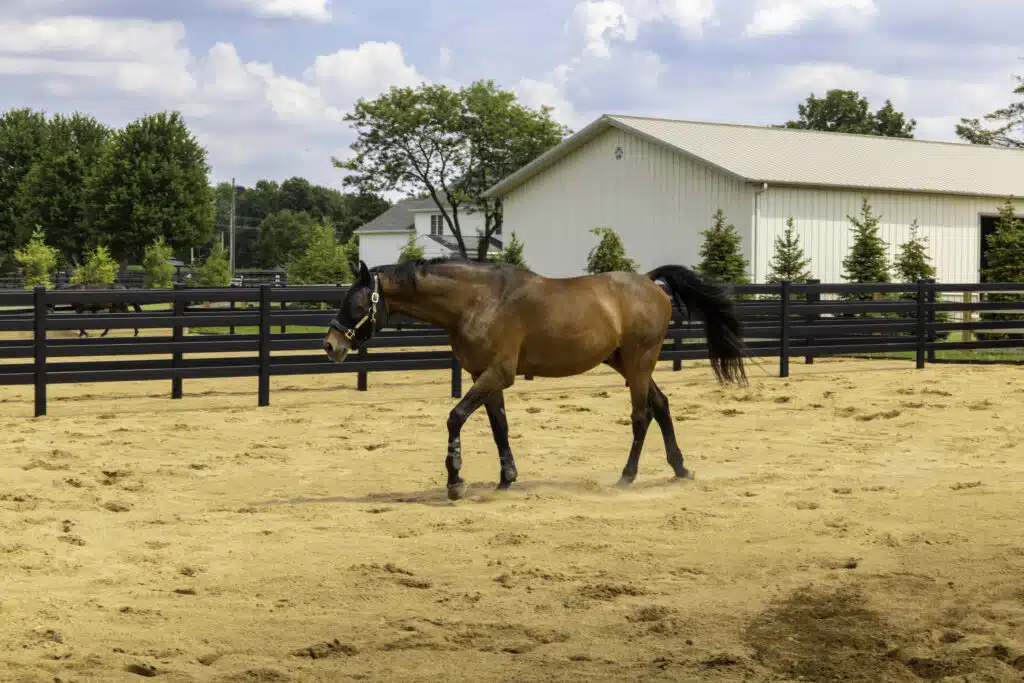 Premium Steel post and Rail Fencing - paddock fencing - horse fencing - black fencing - Stock & Noble