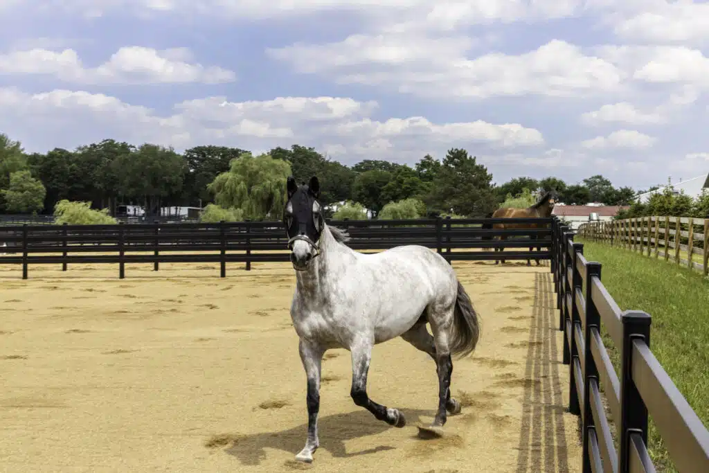 Premium Steel post and Rail Fencing - paddock fencing - horse fencing - black fencing - Stock & Noble