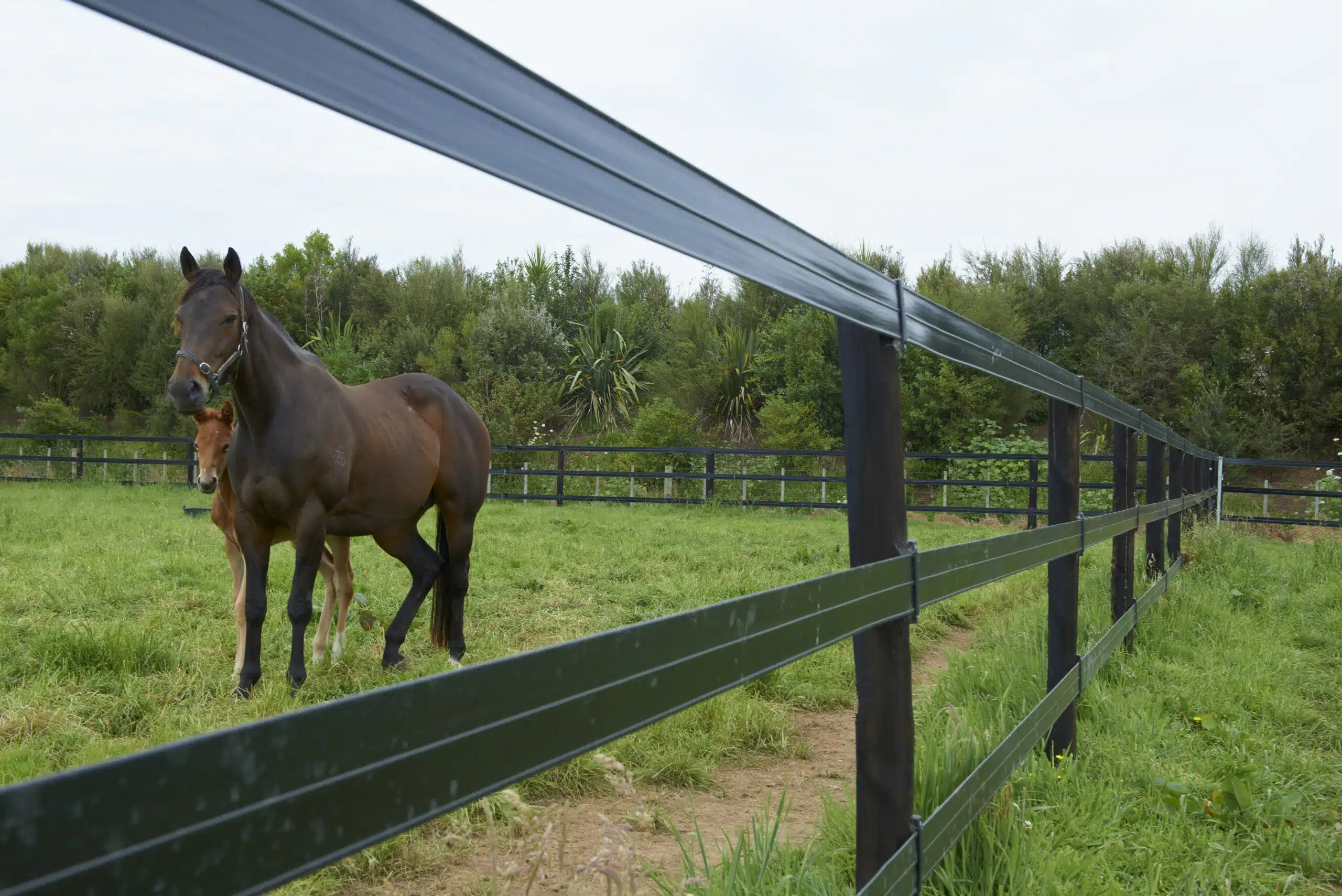 Horserail fencing