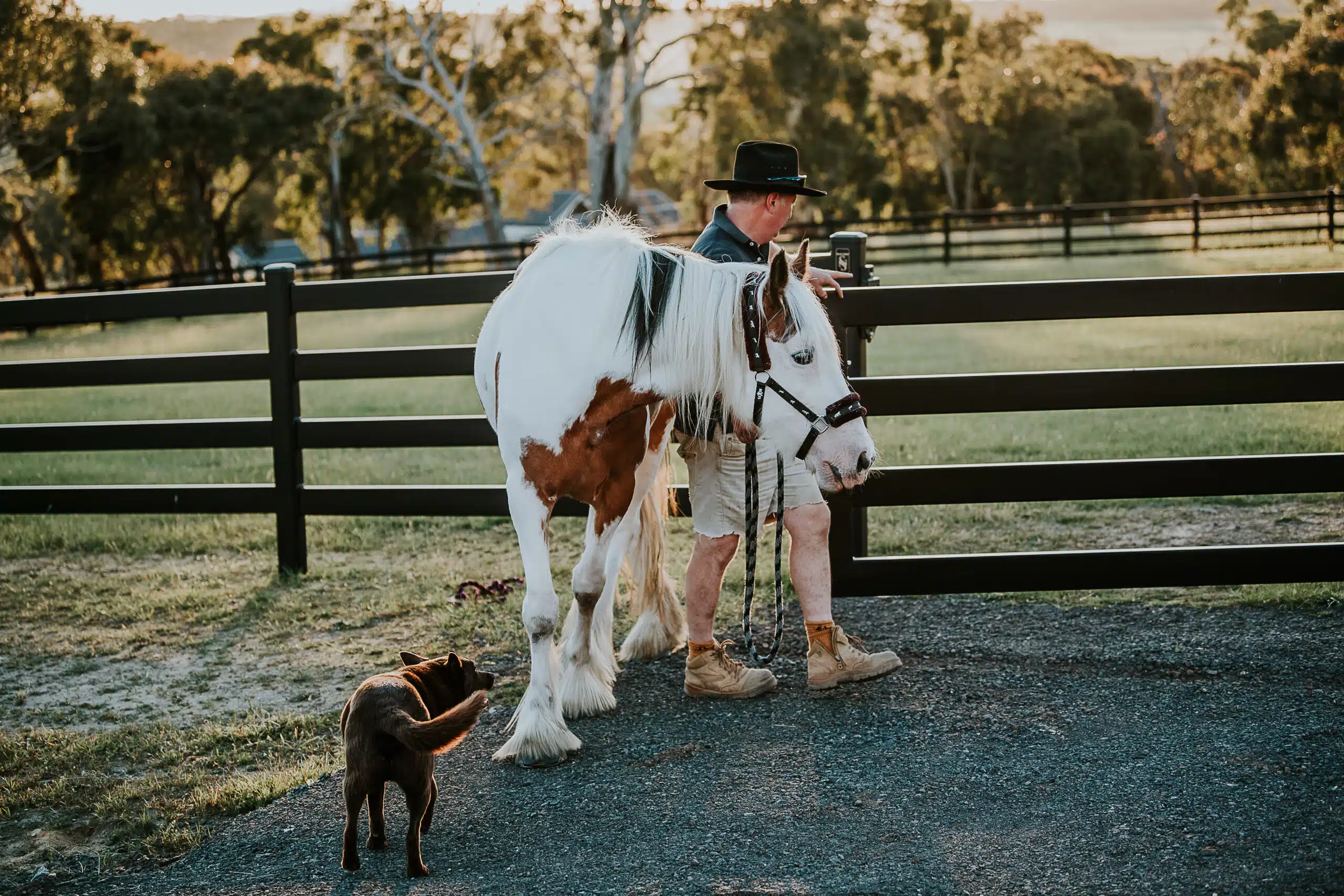 Premium Steel post and Rail Fence - Stock & Noble