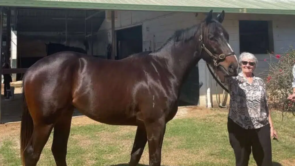 Sheena Avison - horse owner - Brisbane