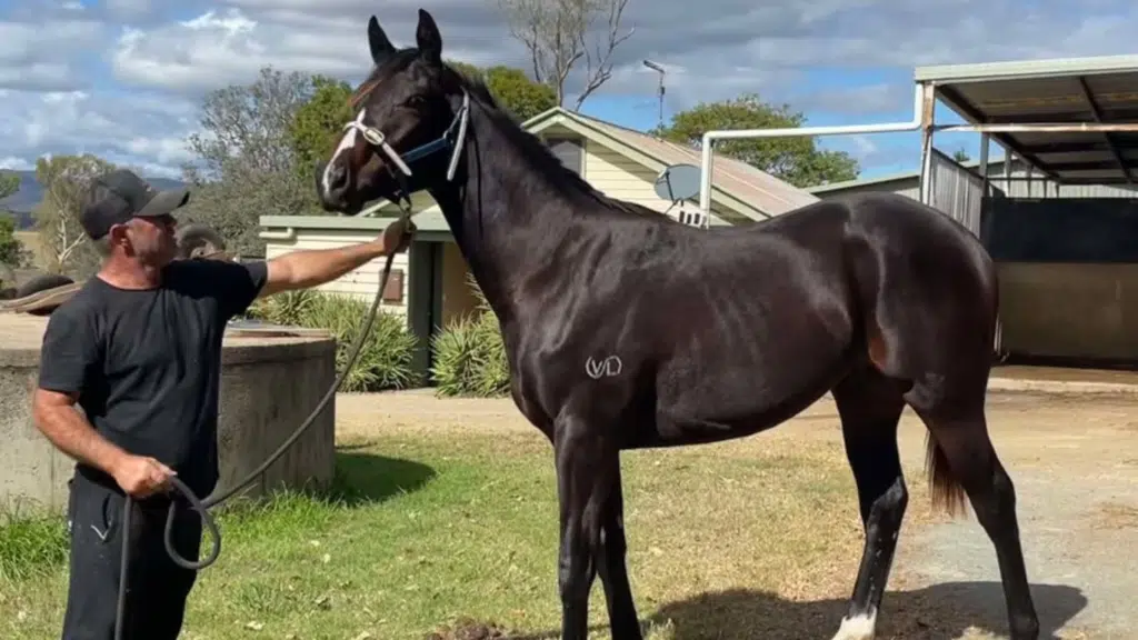 Horse safety - Zorro story - Brisbane horse - horse safe fencing