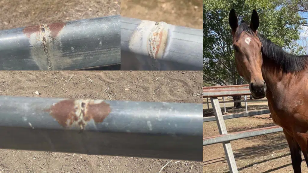 Horse safety - Zorro story - Brisbane horse - horse safe fencing